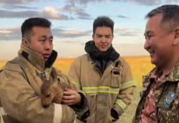 На горящем Талдыколе пожарные спасли оленёнка