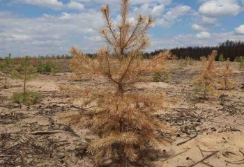 Қостанай облысындағы өртенген орман орнына егізген қарағайлар тамыр жая алмай жатыр