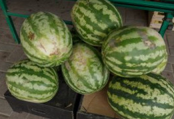 Қызылорда облысында адамдар қарбыздан уланып жатыр