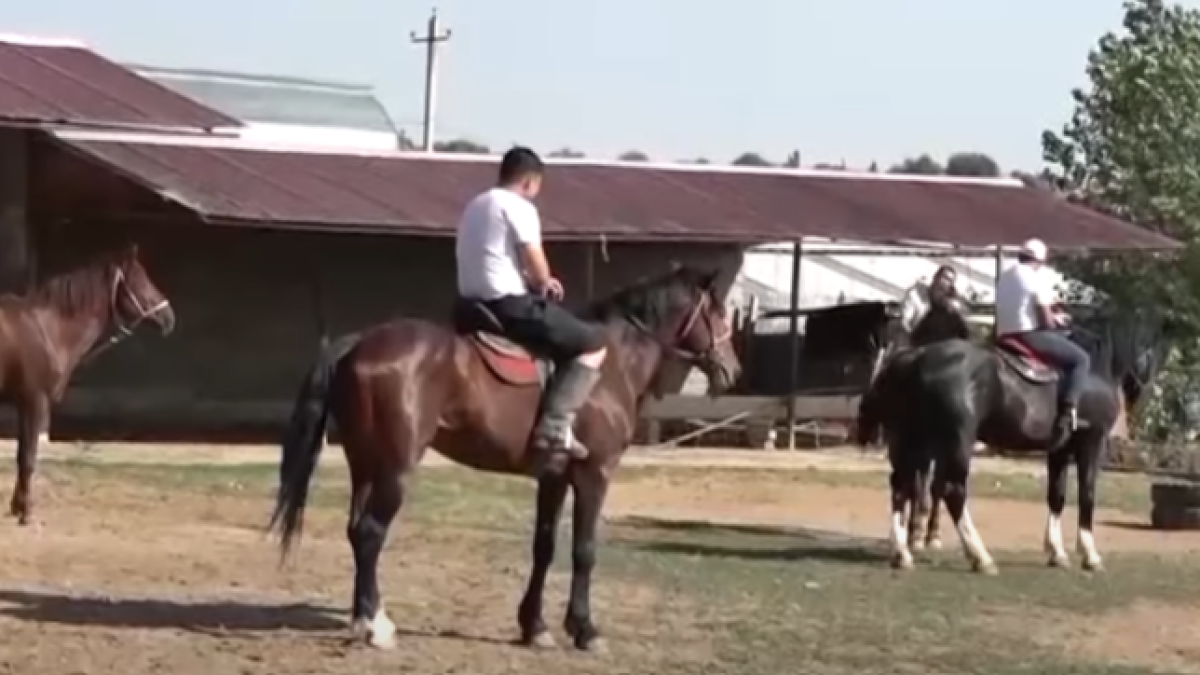 Спортивную породу лошадей вывел фермер в Туркестанской области