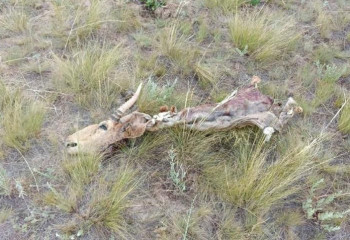 Киік атқан браконьер ұсталды