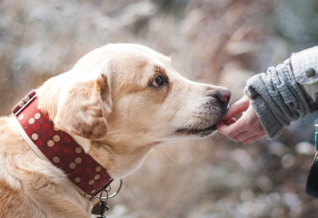 Атырауда еріктілер  Жайық өзініне суға кеткен итті құтқарды
