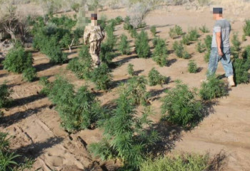 В Кызылординской области обнаружена крупная наркоплантация