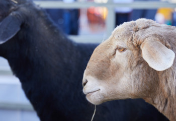 Жертвенные бараны подорожали в Казахстане перед Курбан айтом