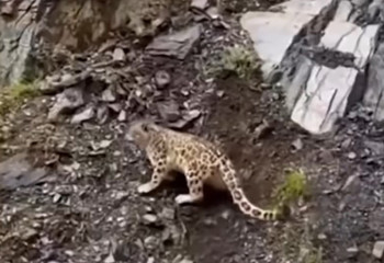 Ирбис на БАО – в Фонде снежного барса напомнили о правилах поведения при встрече