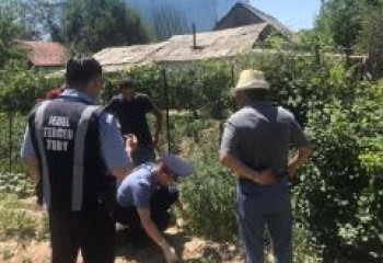 Наркосодержащие растения выращивал житель Талдыкоргана