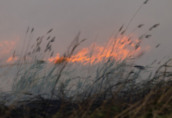 Алматы облысында қамыс өртенді