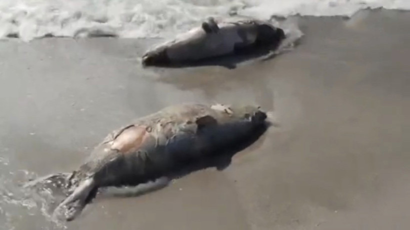  Видеодан кадр 