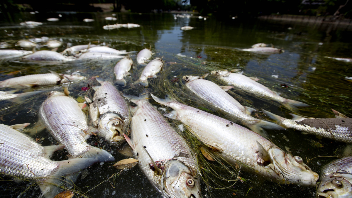 Почему в казахстанских водоемах умирает рыба