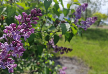 Павлодарец раздает бесплатно саженцы деревьев