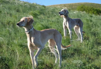 Қазақы ит тұқымдарын сақтау және өсімін молайту жөніндегі заң күшіне енді