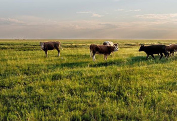 Количество очагов бруцеллеза в этом году уменьшилось на 59%