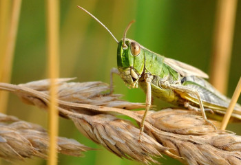 Қостанай облысында егістіктерді шегірткелерге қарсы өңдеу жалғасып жатыр