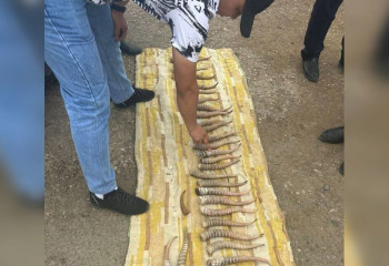 Рога сайги почти на 80 млн изъяли в Актобе