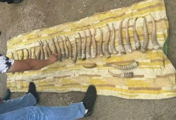 Ақтөбеде құны 80 млн теңгеден асатын ақбөкен мүйізі тәркіленді