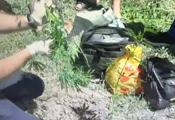 27 кустов каннабиса изъяли у сельчанина в Жетiсу