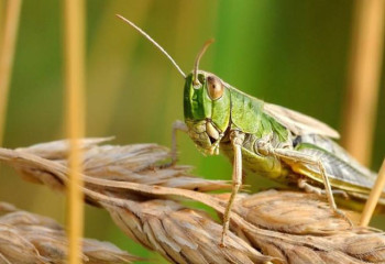 Фитосанитарная обстановка в Актюбинской области под контролем