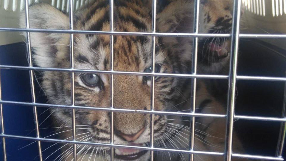 Тигрят и львят хотели незаконно вывезти из России в Казахстан
