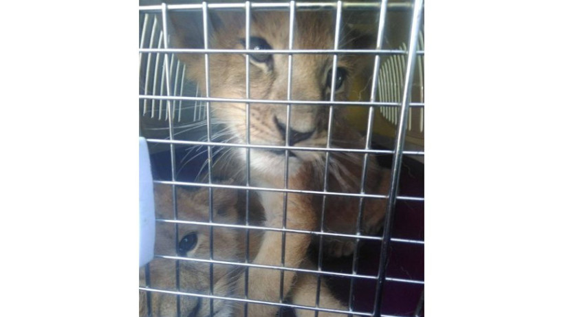  Ашық дереккөзден 