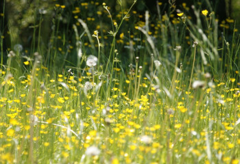 8 июля Казахстан отмечает Всемирный день борьбы с аллергией