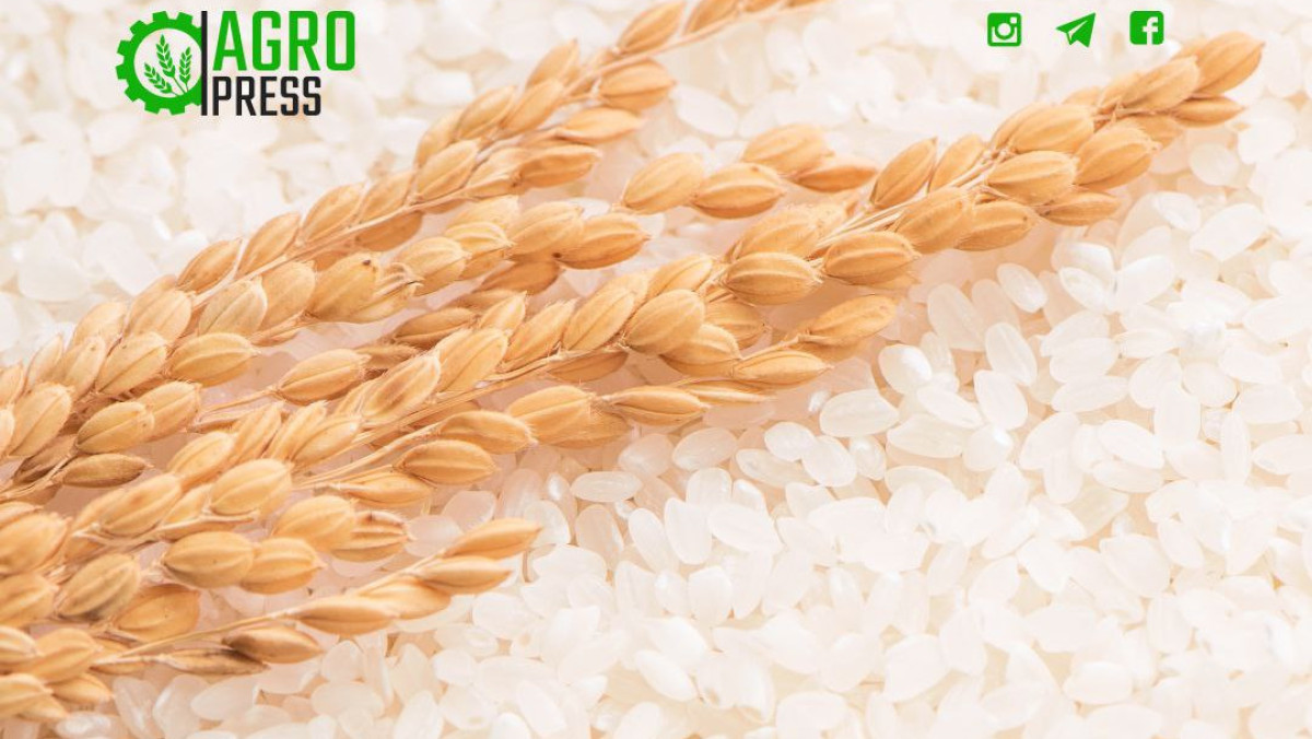 Запасов риса в стране достаточно для обеспечения внутреннего рынка - Минсельхоз
