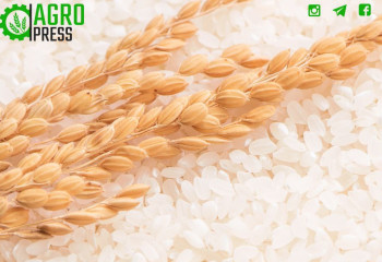 Запасов риса в стране достаточно для обеспечения внутреннего рынка - Минсельхоз