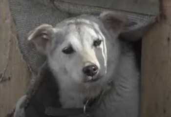 Центр для бродячих кошек и собак строят в Павлодаре