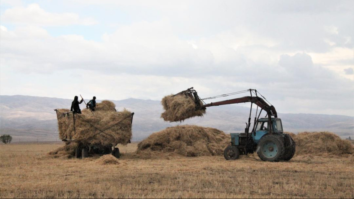 В Жетысуской области заготовят 2 205,5 тыс. тонн кормов