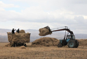 В Жетысуской области заготовят 2 205,5 тыс. тонн кормов