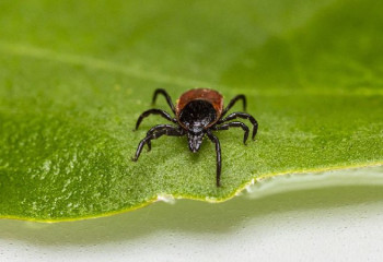 Кене шаққанда не істеу керек?