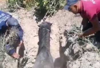 В ВКО спасатели помогли попавшему в ловушку жеребцу