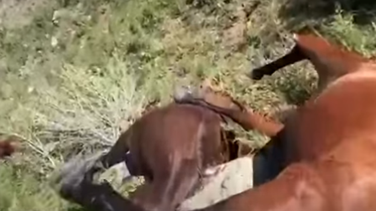  Видеодан кадр 