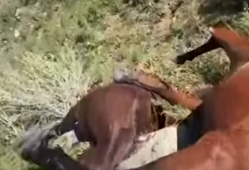 Жамбыл облысында найзағай түскен 26 жылқы қырылып қалды