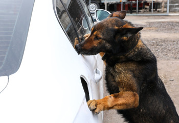 Солтүстік Қазақстанда қызметтік иттер 200-ге жуық қылмысты ашты