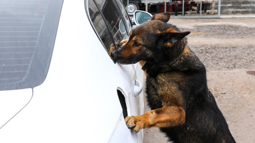  ©El.kz/Бауыржан ЖУАСБАЕВ 