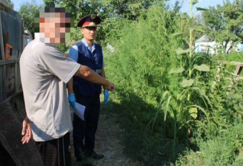 Қызылордалық азаматтан 41 түп сор өсімдігі тәркіленді