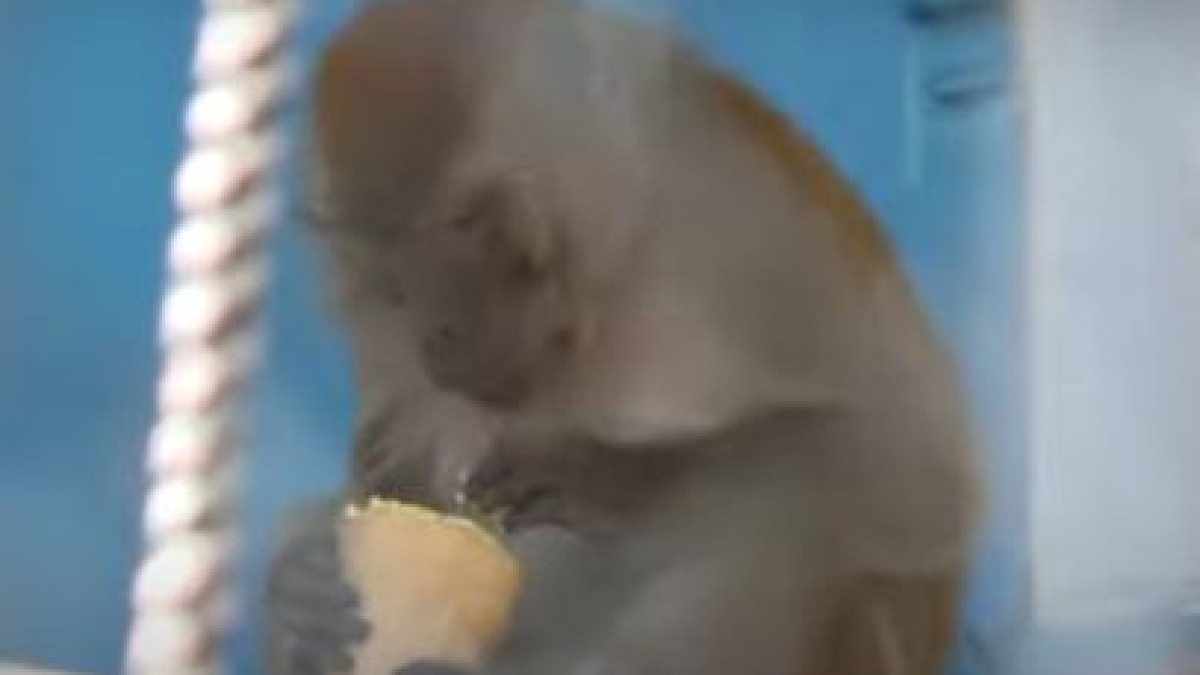 В зоопарке Шымкента животных кормят мороженым из-за жары
