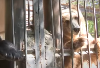 Шымкенттегі зообақта жануарларға балмұздақ беріледі