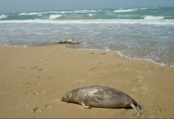Каспийде итбалықтар неден өліп жатыр?