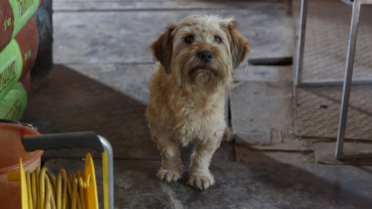 В Уральске у домашних собак зарегистрированы случаи бешенства