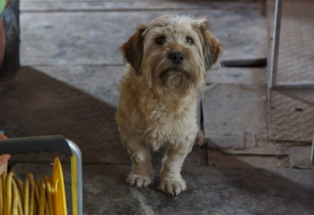 В Уральске у домашних собак зарегистрированы случаи бешенства