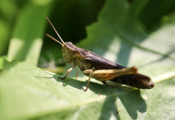 Саранчу заметили близ Актау