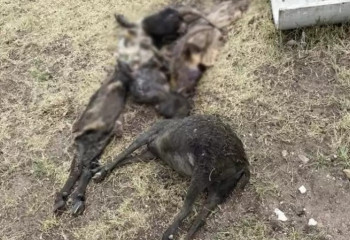 Павлодар облысында дала өрті кезінде жиырмаға жуық ұсақ мал жанып кетті