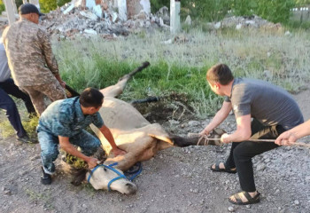Абай облысында құдыққа құлаған жылқы құтқарылды