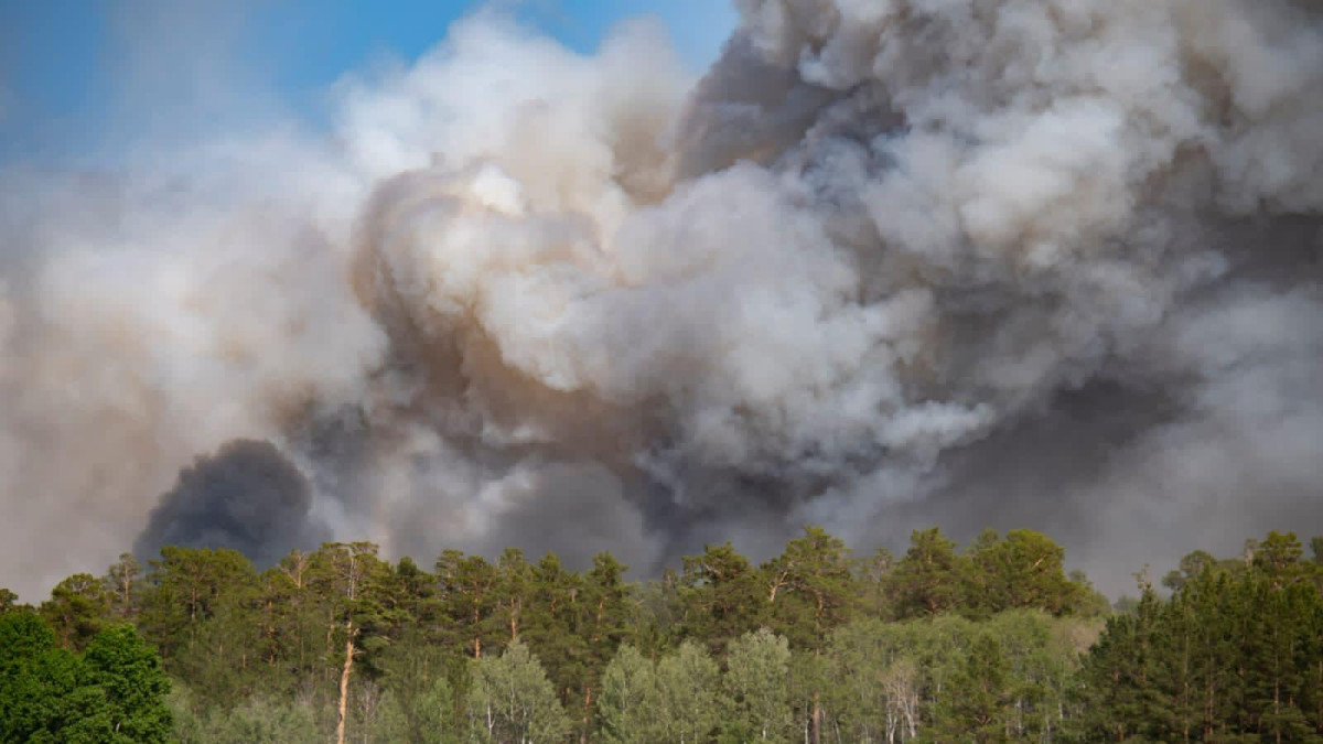 10 млн га леса сгорело в Канаде. Пожары продолжаются