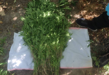 «Чудная долина»: 1300 кустов конопли выращивал в своем доме житель Туркестанской области