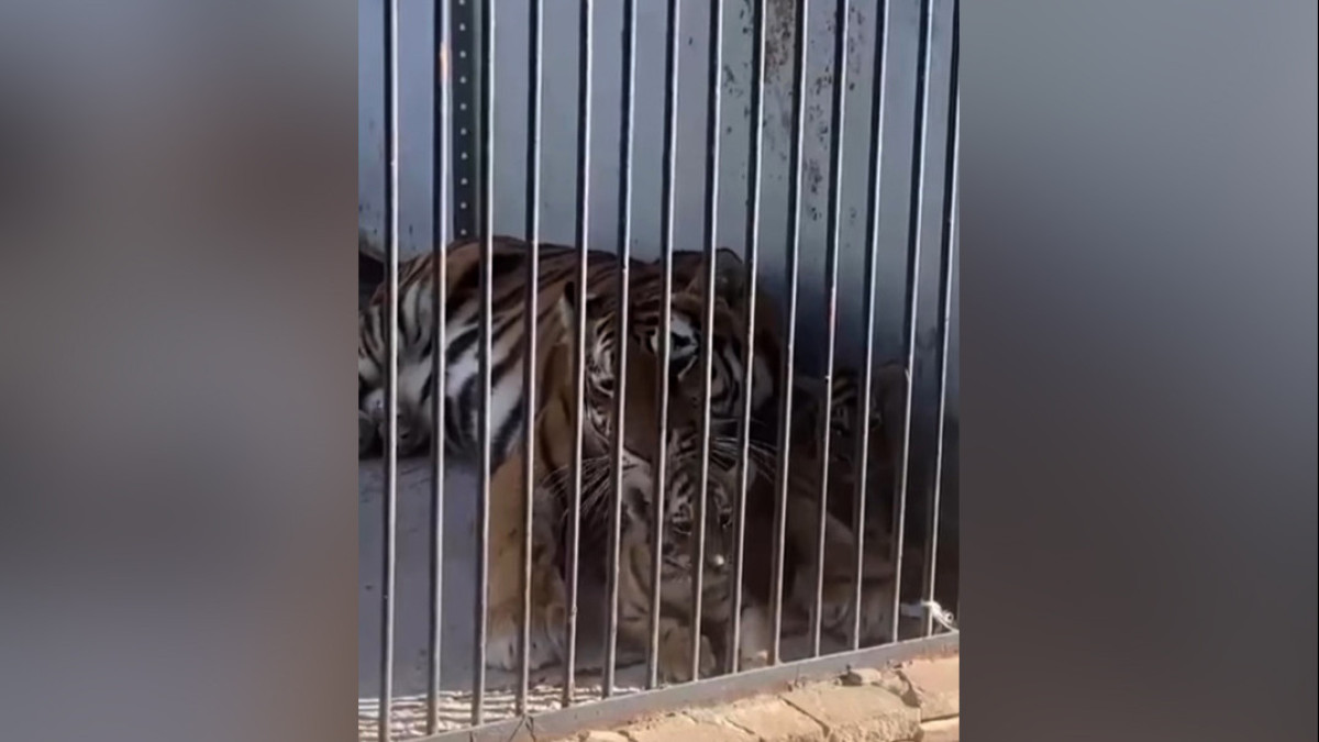 Тигрята родились впервые за 15 лет в Карагандинском зоопарке