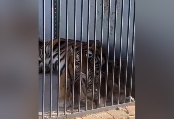 Two tiger cubs born at Karaganda Zoo