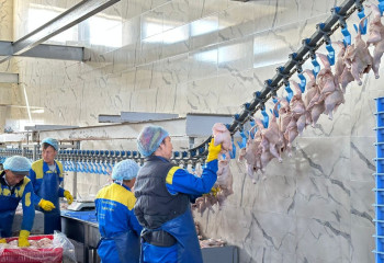 Единственная птицефабрика в Мангистауской области на грани закрытия - депутаты