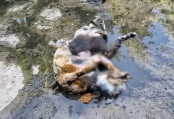 Қарағандылық коммуналдық қызметкерлер кәріз құбырынан екі мысықтың өлексесін тапты